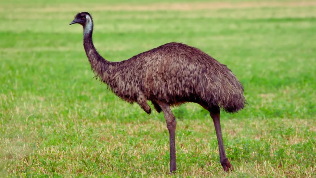 Unique Emu Names