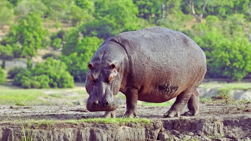Unique Hippo Names