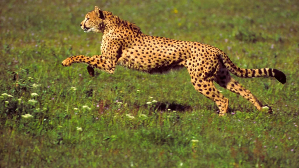 Unisex Cheetah Names
