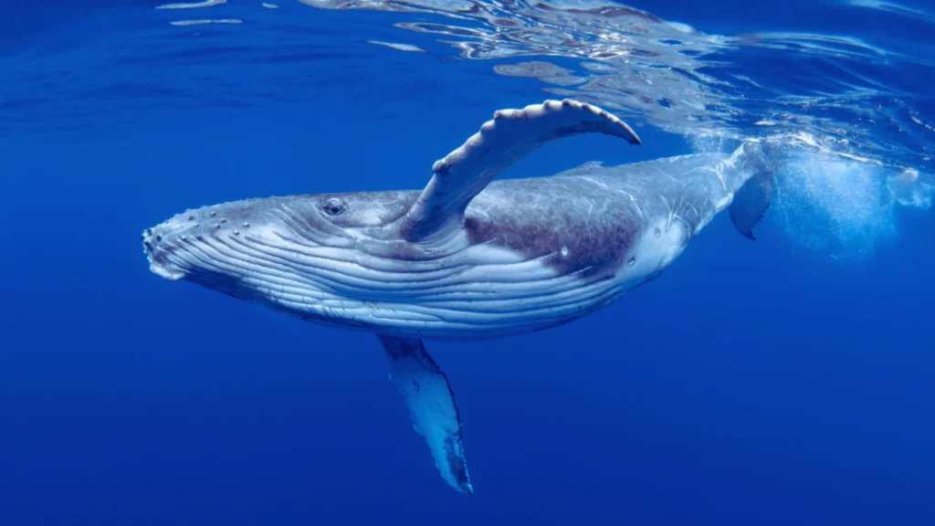 Whale Names for Girls