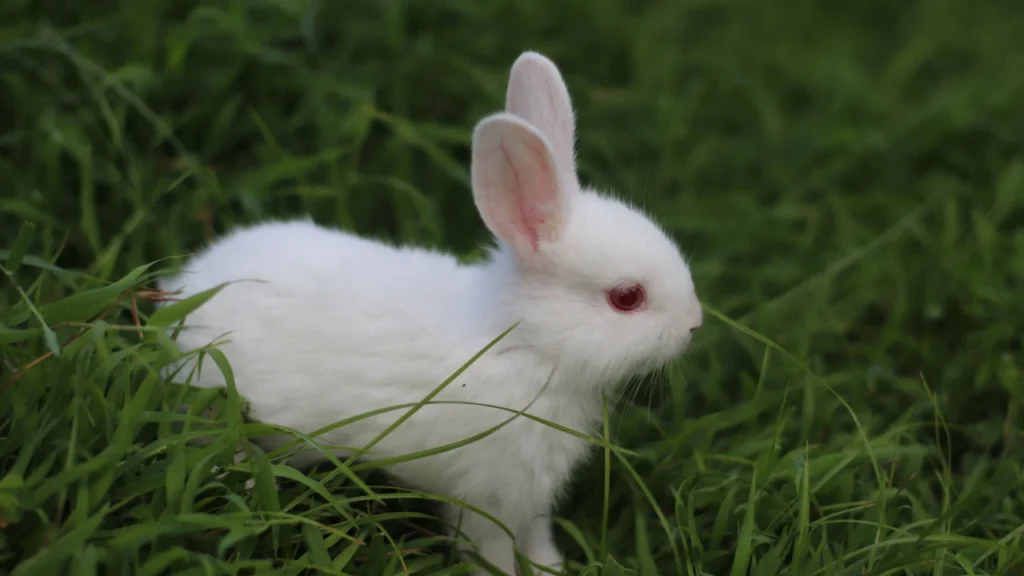 White Rabbit Names