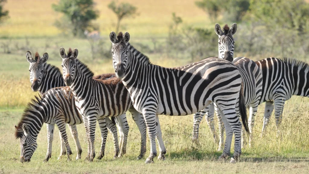 Wild Zebra Names