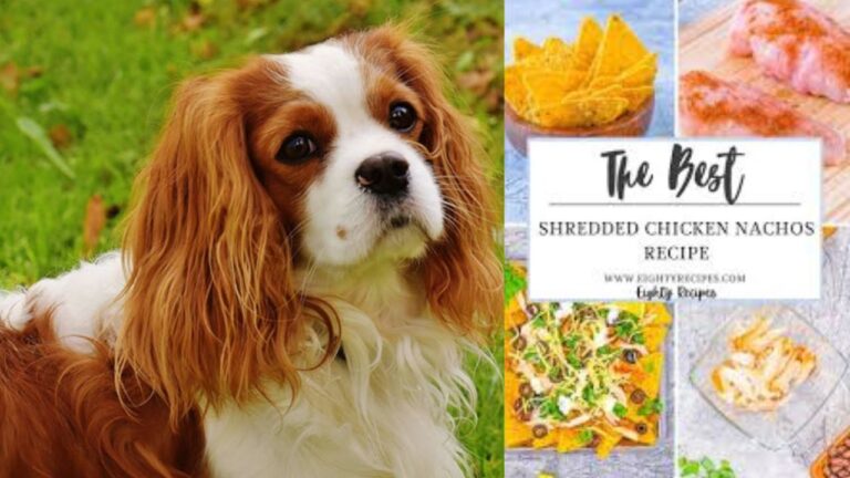 Can Dogs Eat Corn Tortilla Chips?