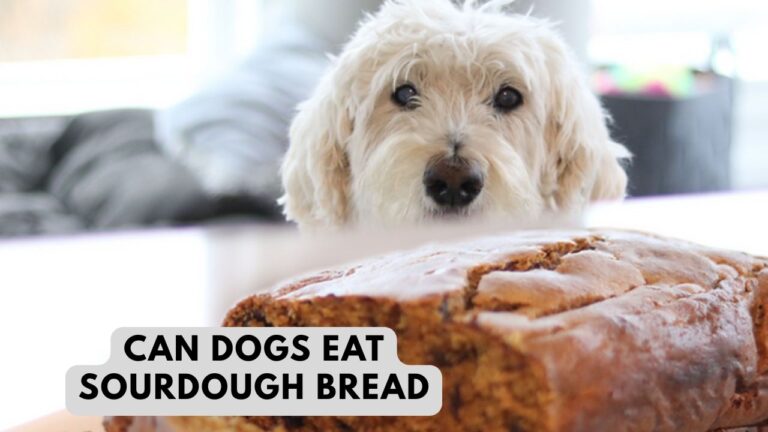 Is Sourdough Bread Safe for Dogs? (Vet-Verified Answer)