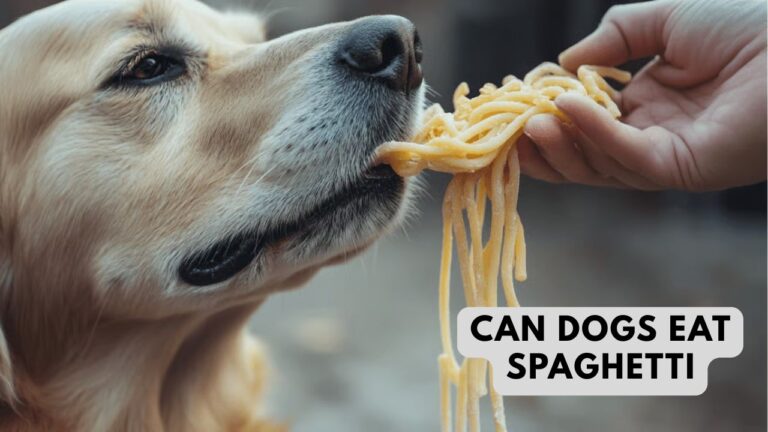 what are Dogs Eat Spaghetti