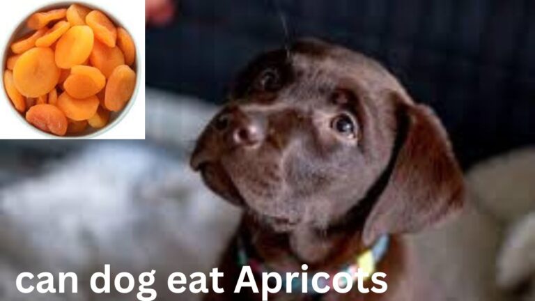 Can Dogs Eat Apricots?