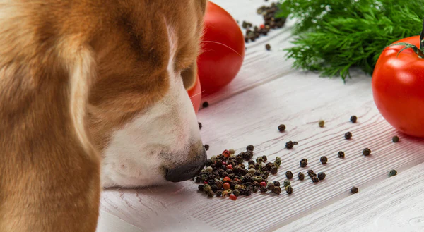 Can Dogs Eat Black Pepper?
