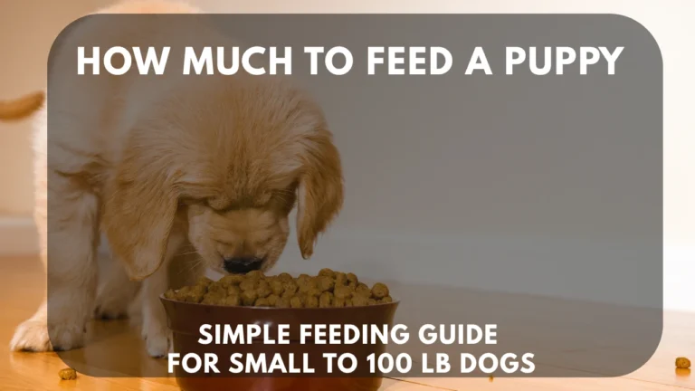 feeding puppy
