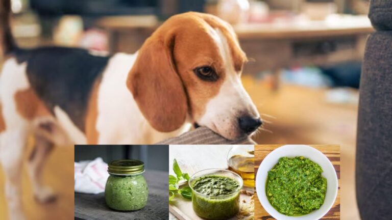 Can Dogs Eat Pesto Sauce?