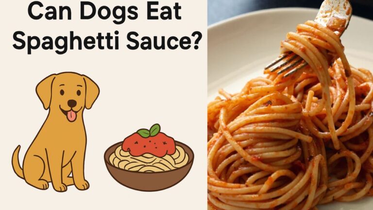 Can Dogs Eat Spaghetti Sauce?