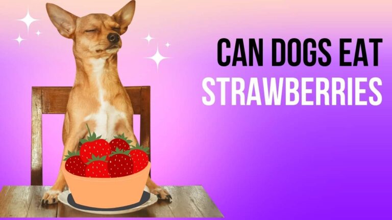 Image d'un chien de petite race (chihuahua ou pinscher) assis à côté d'un bol de fraises. Le texte affiche : 'Can Dogs Eat Strawberries'.