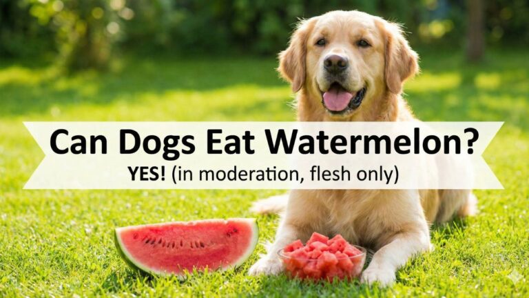Can Dogs Eat Watermelon
