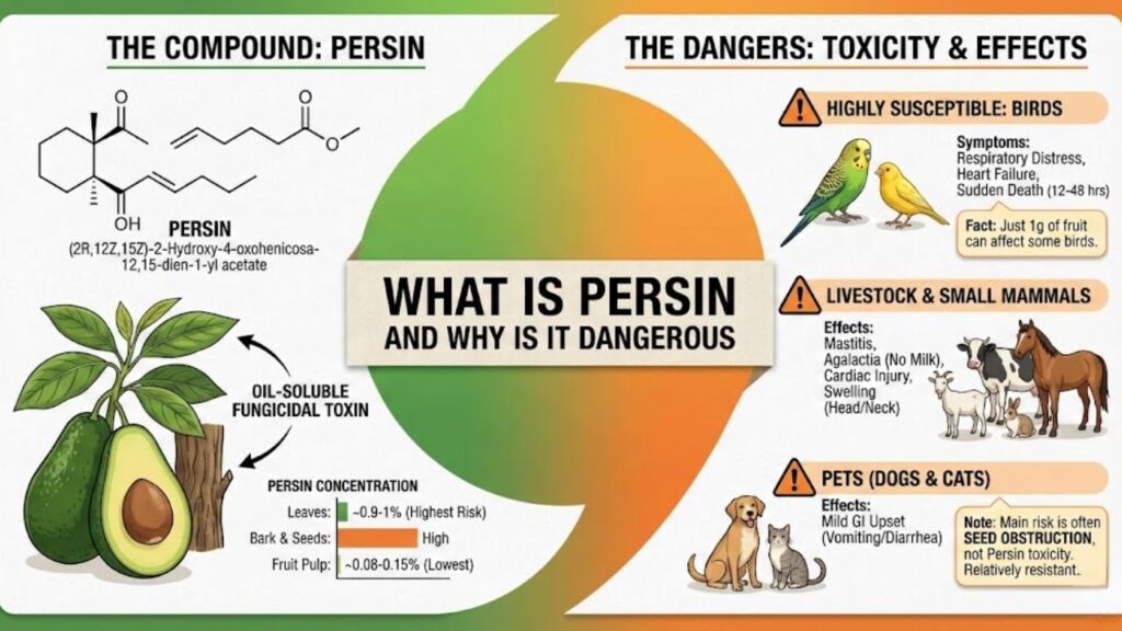 What Is Persin and Why Is It Dangerous