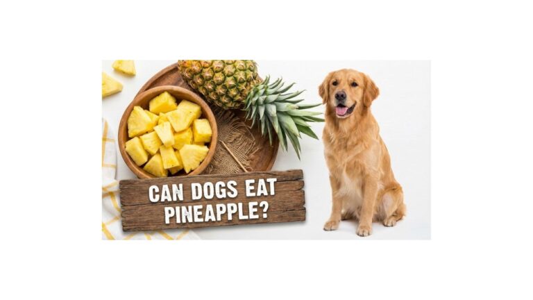 can dogs eat pineapple guide